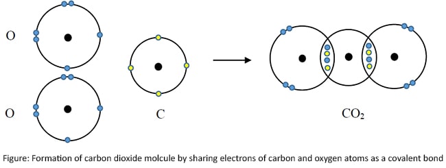 Formation of carbon dioxide molcule by sharing electrons of carbon and oxygen atoms as a covalent bond
